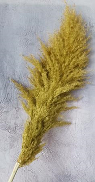 Сухоцвет "Пампас пушистый (Кортадерия)" длина 50-60 см. Оливковый