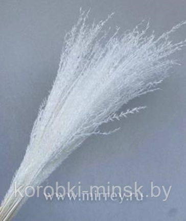 Сухоцвет "Пампасная трава " длина 70-80 см. 10 шт. Белый