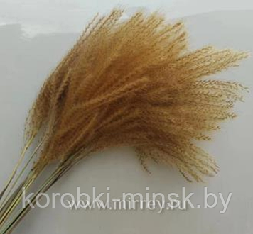 Сухоцвет "Пампасная трава " длина 70-80 см. 10 шт. Натуральный