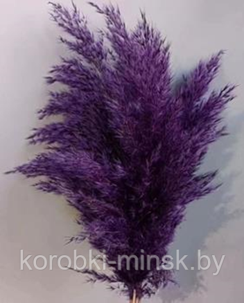 Сухоцвет "Тростник", 30 см, 5 шт/упак., фиолетовый