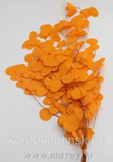 Сухоцвет "Эвкалипт Цинерия" стабилизированный длина 70-75см (100 гр/уп) Оранжевый