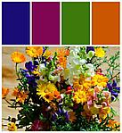 Что означают цвета цветов, значение расцветки цветов в цветоводстве