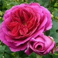 Роза кустовая Отелло