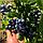 Саженцы голубики сорт Блюрей (Blue Ray) двухлетка, фото 3