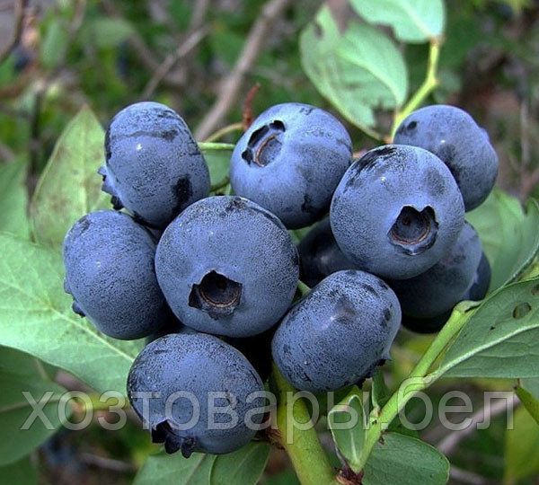 Саженцы голубики сорт Харди Блю (Khardi Blyu) двухлетка