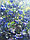 Саженцы голубики сорт Торо (Toro) двухлетка, фото 2
