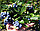 Саженцы голубики сорт Денис Блю (Denise Blue) двухлетка, фото 2