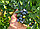 Саженцы голубики сорт Пуру (Puru) двухлетка, фото 3