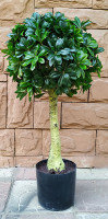 Искусственное растение ForGarden Дерево Pittisporum Topiary / FGN BF01698