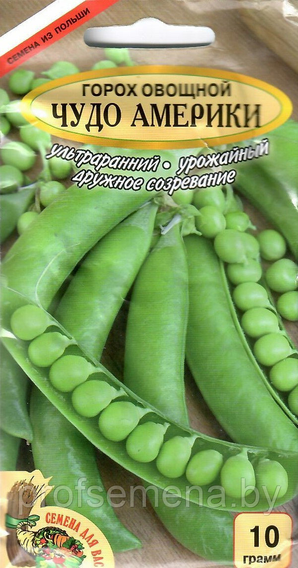 Горох овощной Чудо Америки, семена,10гр, Польша, (сдв) - фото 2 - id-p195964286