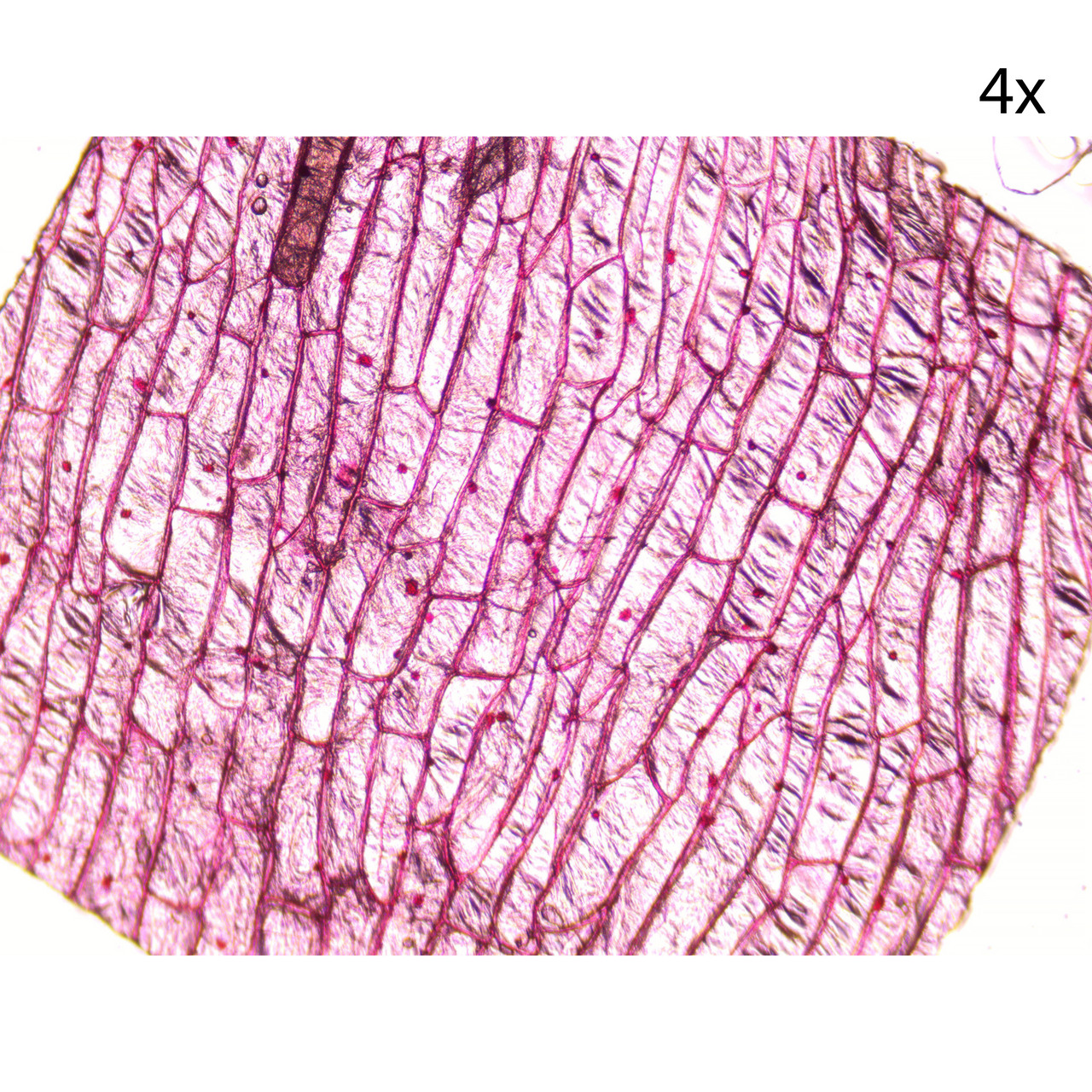 Микроскоп биологический Микромед С-11 (вар. 2B LED) - фото 7 - id-p226760543