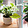 Воронка для полива растений в форме листа, фото 2