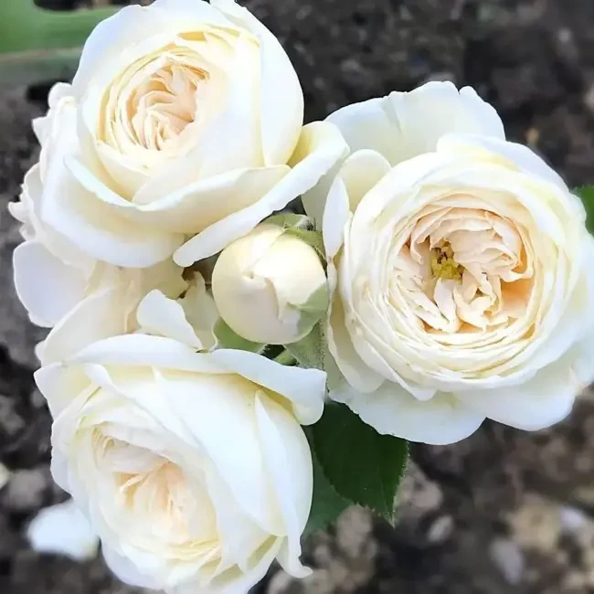 Роза флорибунда Артемис