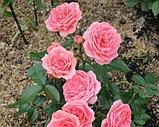Роза флорибунда Кимоно, фото 2