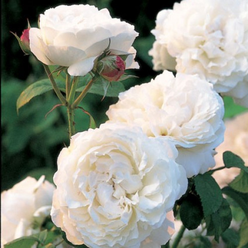 Роза английская Винчестер Кафедрал - фото 1 - id-p226800543