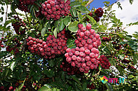 Рябина плодовая Ликерная (Sorbus aucuparia Likjornaja) С15