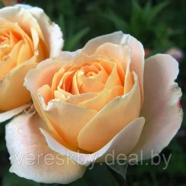 Роза флорибунда Амбер Абунданс (Amber Abundance) - фото 1 - id-p195499457