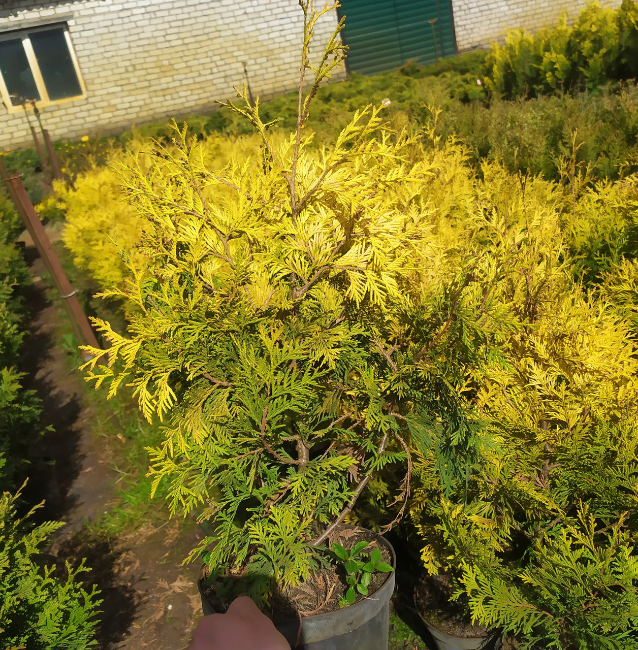 Туя западная "Aurescens" (Thuja occidentalis), С2 - фото 3 - id-p226884112