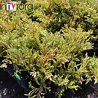 Можжевельник казацкий "Variegata" (Juniperus sabina), C2