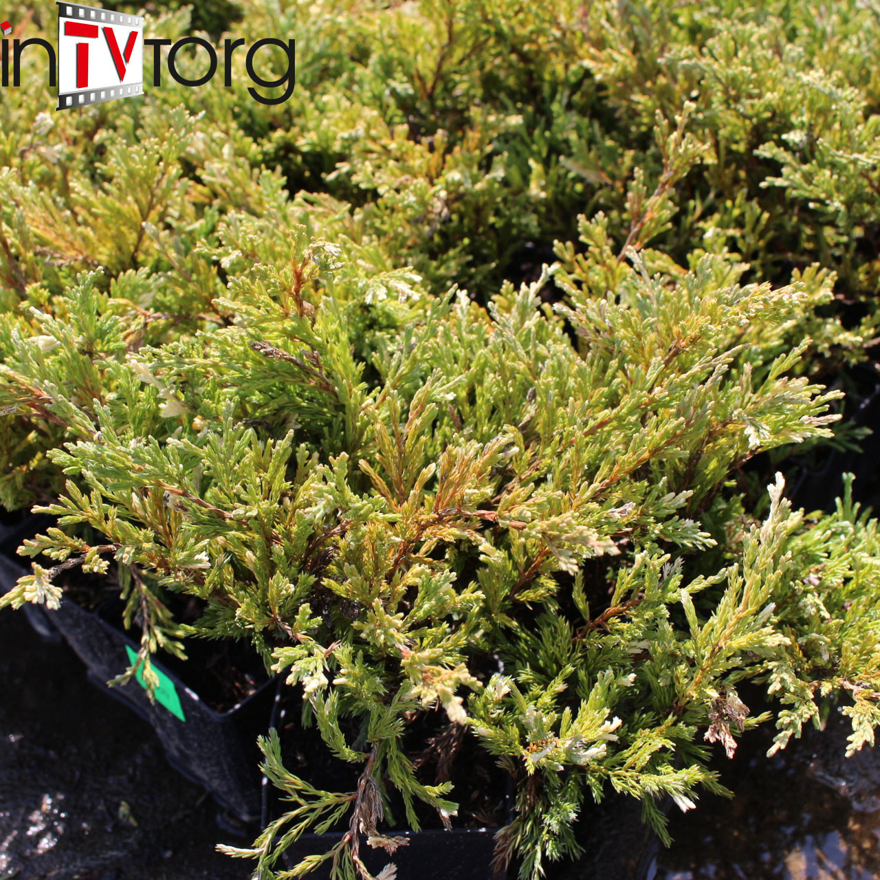 Можжевельник казацкий "Variegata" (Juniperus sabina), C2 - фото 1 - id-p226994314
