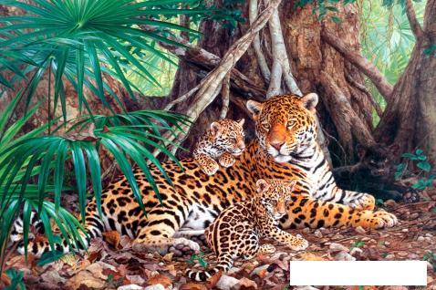 Пазл Castorland Ягуары в джунглях C-300280 - фото 2 - id-p225814477
