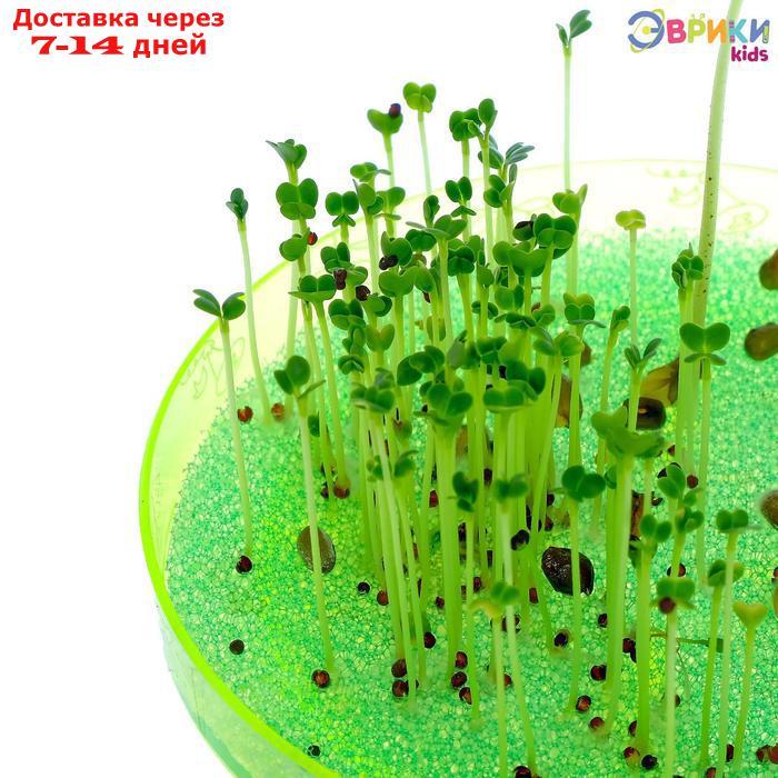 Набор для опытов "Выращиваем растение": лупа, семена, тарелка, губка - фото 4 - id-p226899095