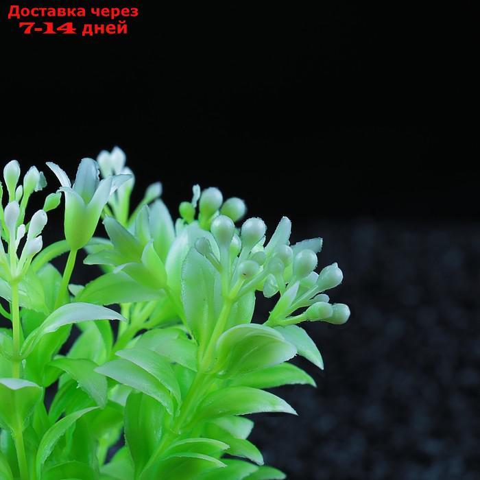 Набор растений искусственных для аквариума (2 шт), 12 см - фото 3 - id-p226946743
