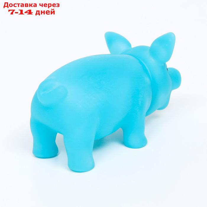 Игрушка пищащая "Маленький поросенок" для собак, 9 см, голубая - фото 2 - id-p226970922
