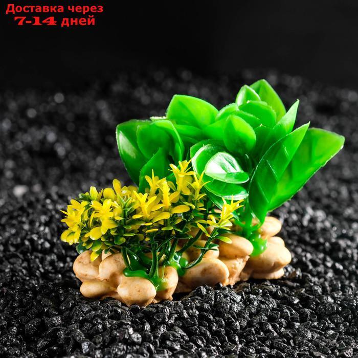 Растение искусственное аквариумное на подставке под камень, 12 х 12 х 6 см - фото 1 - id-p226965431