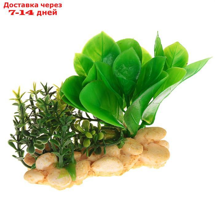 Растение искусственное аквариумное на подставке под камень, 12 х 12 х 6 см - фото 3 - id-p226965431