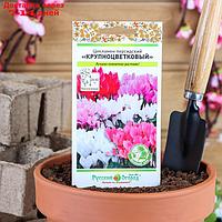 Семена комнатных цветов Цикламен персидский Крупноцветковый Зеленый дом, Мн, 5 шт