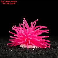 Декоративный анемон для аквариума, 8 х 5 см, розовый