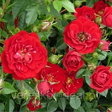 Роза почвопокровная Ред Каскад (Red Cascade)