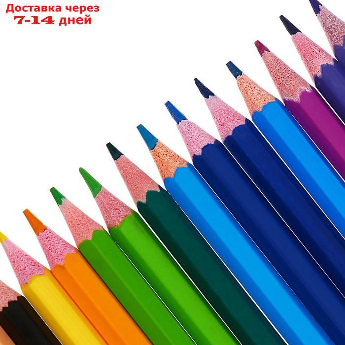 Карандаши 24 цвета Calligrata, ЭКОНОМ, заточенные, шестигранные, пластиковые, пенал-футляр и 3 чернографитных - фото 10 - id-p227022738