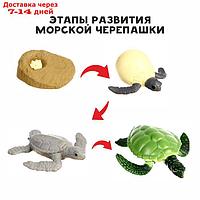 Обучающий набор "Этапы развития морской черепашки" 4 фигурки