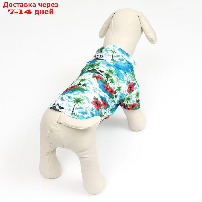 Рубашка для собак "Тропики", ХL (ДС 34, ОГ 44, ОШ 31 см), голубая - фото 3 - id-p227051915