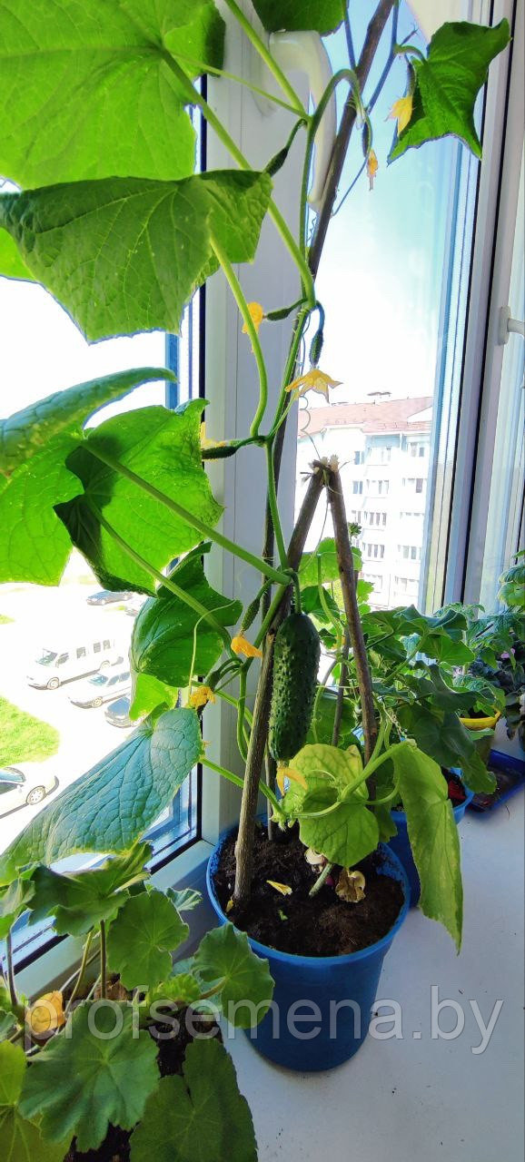 Огурец балконный, семена, 5 шт., (са) - фото 2 - id-p225208258