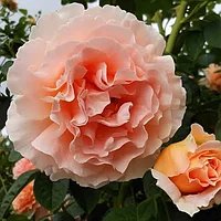 Роза клаймбер Полька 91 (Polka 91)