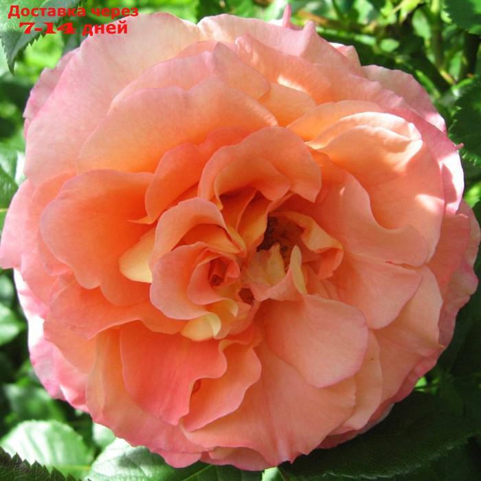 Саженец розы "Августа Луиза", 1 шт, Весна 2022 - фото 1 - id-p227111905