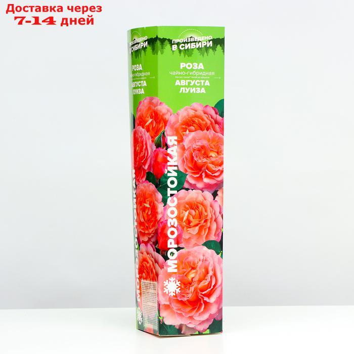Саженец розы "Августа Луиза", 1 шт, Весна 2022 - фото 2 - id-p227111905