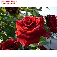Саженец розы "Эксплорер", 1 шт, Весна 2022