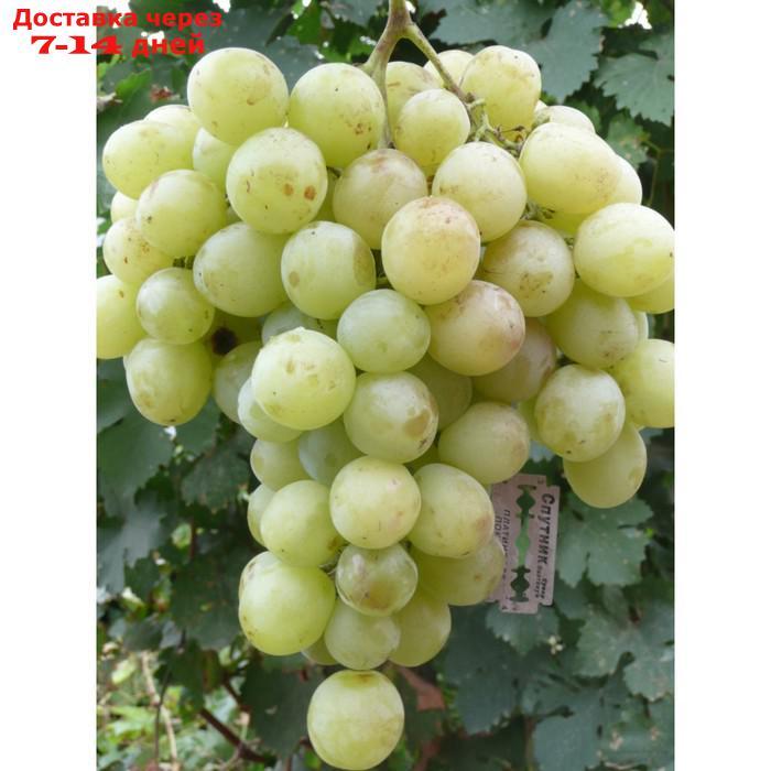 Саженец винограда "Белое чудо", 1 шт, Весна 2022 - фото 1 - id-p227111907