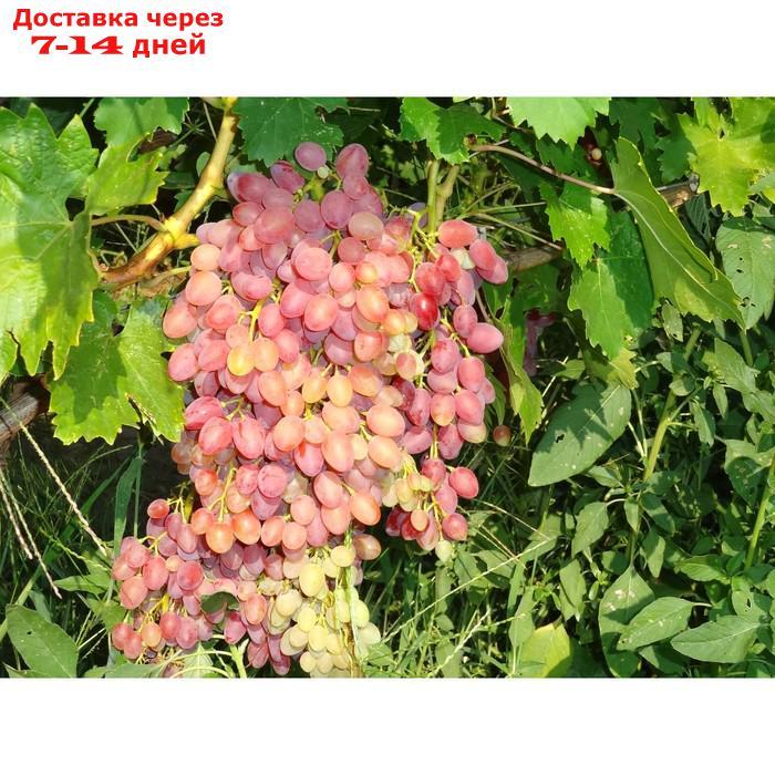 Саженец винограда "Кишмиш Лучистый", 1 шт, Весна 2022 - фото 1 - id-p227111908