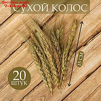 Сухой колос пшеницы, (набор 20 шт)