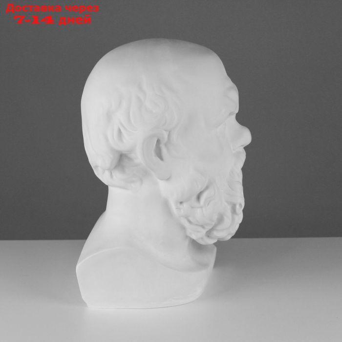 Гипсовая фигура, голова Сократа "Мастерская Экорше", 20 х 20 х 38,5 см - фото 2 - id-p226976612