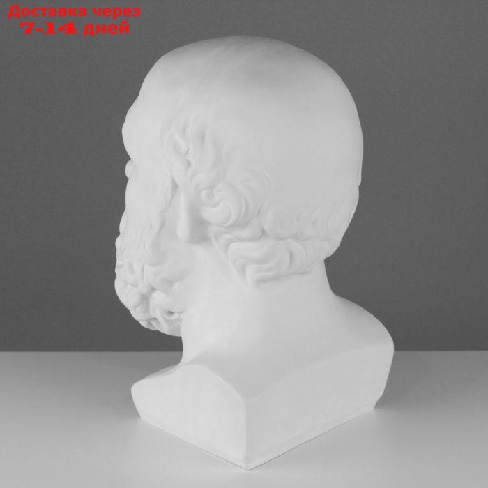 Гипсовая фигура, голова Сократа "Мастерская Экорше", 20 х 20 х 38,5 см - фото 3 - id-p226976612