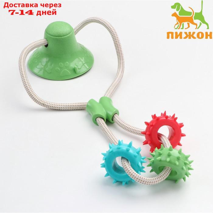 Игрушка для собак "Кость на присоске", 40 см, зелёная/голубая/красная