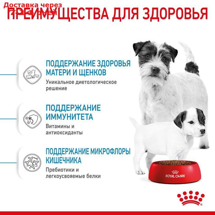 Акция! Сухой корм RC Mini Starter для кормящих собак и щенков, 3 кг - фото 3 - id-p227125797