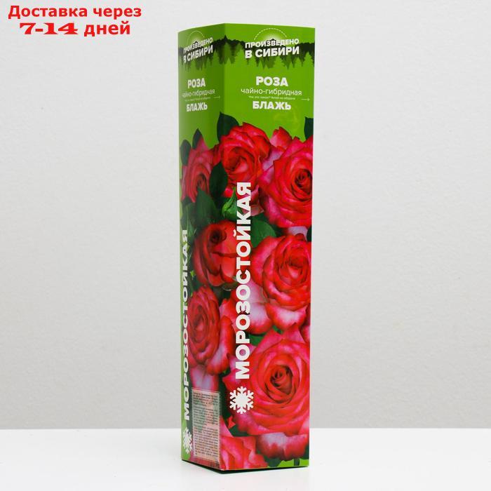 Саженец розы Блажь, 1шт, Весна 2022 - фото 1 - id-p227110743