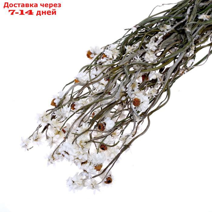Сухоцвет Хризантема, 60 г в упаковке - фото 1 - id-p227120309